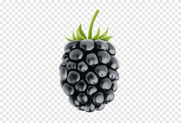 Абстракция ежевика на белом фоне