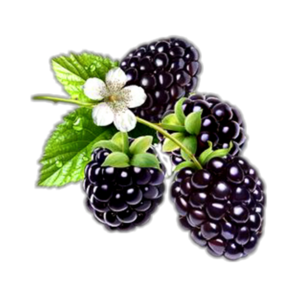 Карточка ежевика