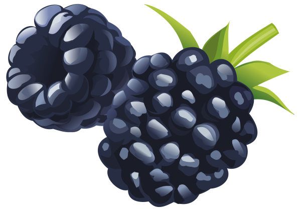 Ежевика рисунок для детей