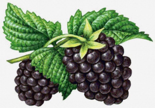 Ежевика рисунок