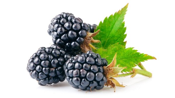 Ежевика ягода