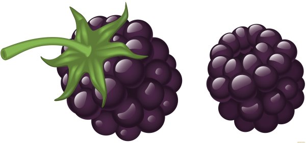 Ежевика вектор