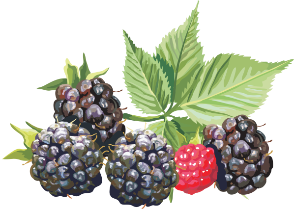 Векторные ягоды