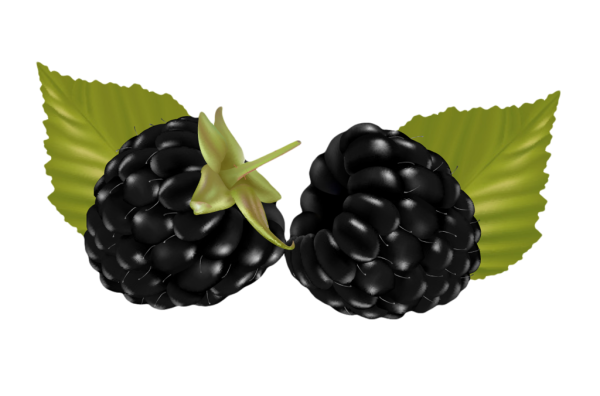 Ягодка ежевика