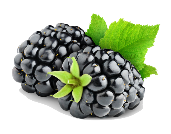 Плод ежевики