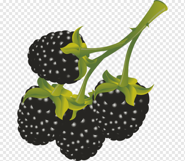 Ягоды для детей ежевика