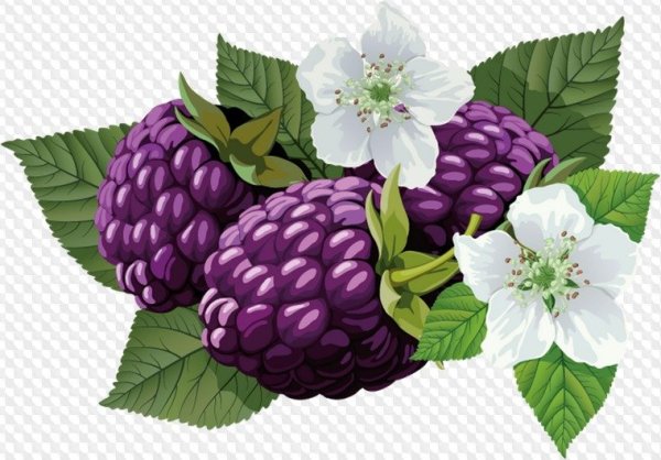 Ежевика мультяшная