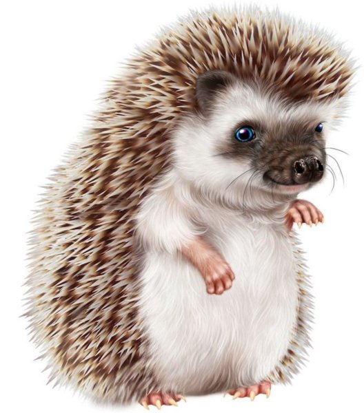 Ежик на прозрачном фоне