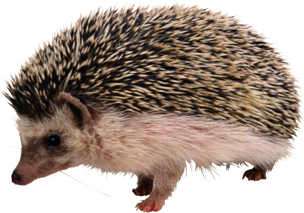 Ежик клипарт