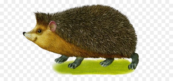 Еж без фона