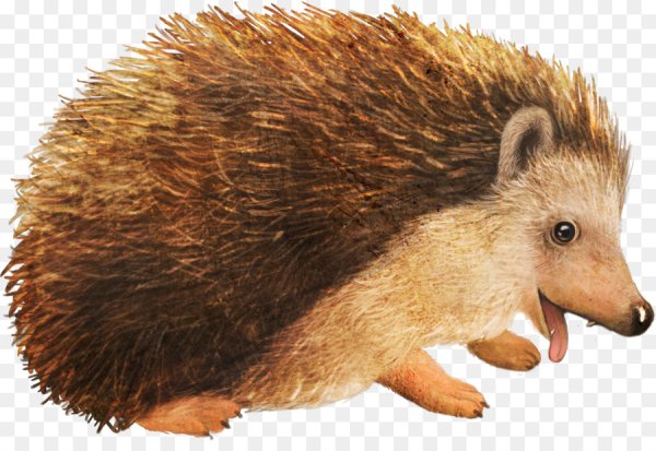 Еж для детей