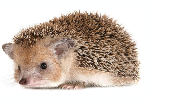 Еж на белом фоне