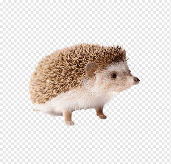 Ежик на белом фоне