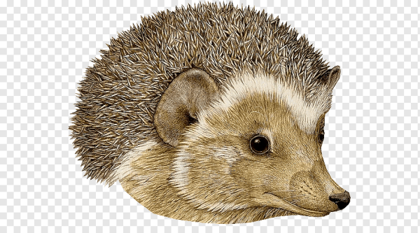 Мордочка ежика