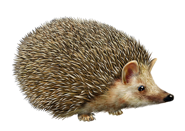 Еж на белом фоне