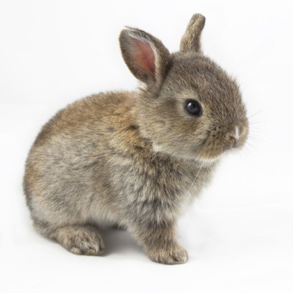Зайчонок на белом фоне настоящий