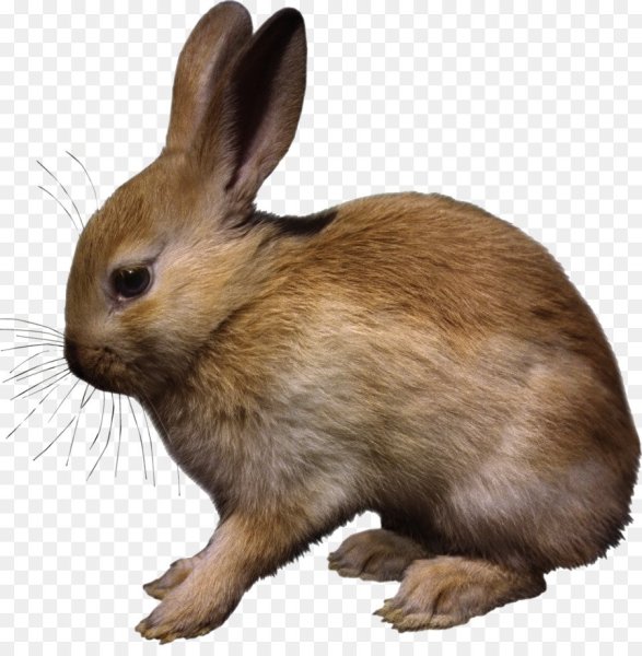Заяц на прозрачном фоне