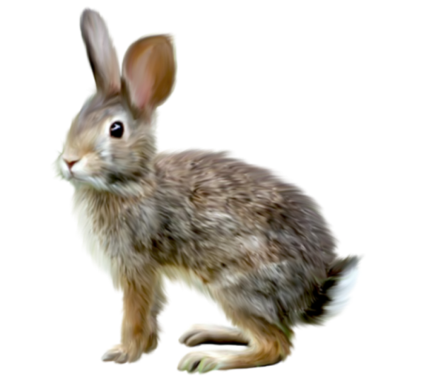 Заяц на прозрачном фоне