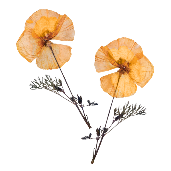 Гербарий на белом фоне