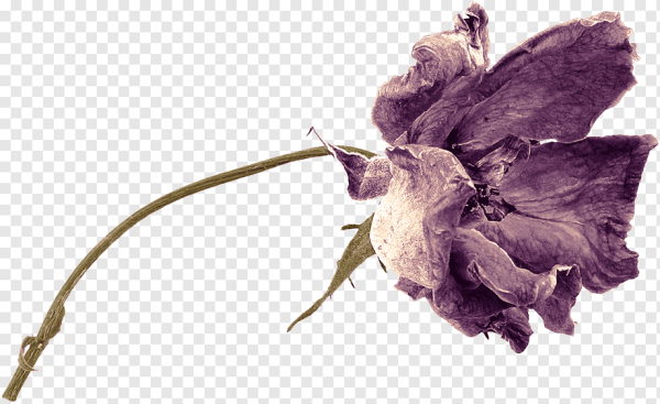 Сухие цветы на белом фоне