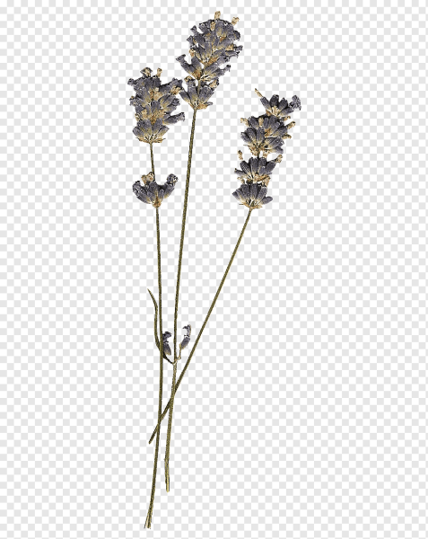 Сухая трава гербарий сухоцветы