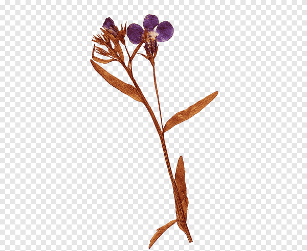 Засушенные цветы