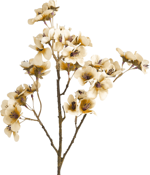 Сухие цветы на белом фоне