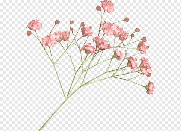 Гипсофила акварель