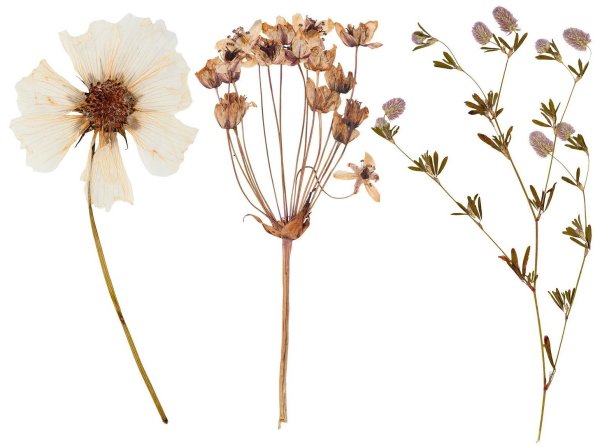 Сухоцвет гербарий на прозрачном фоне