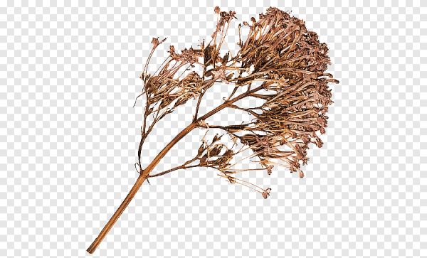 Веточка сухоцвета