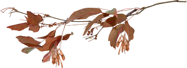 Веточки коричневые