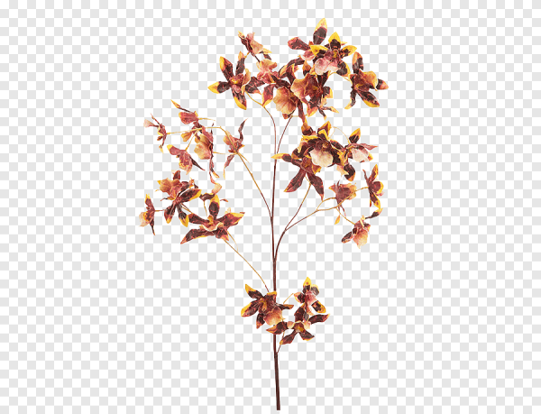 Сухие цветы на прозрачном фоне