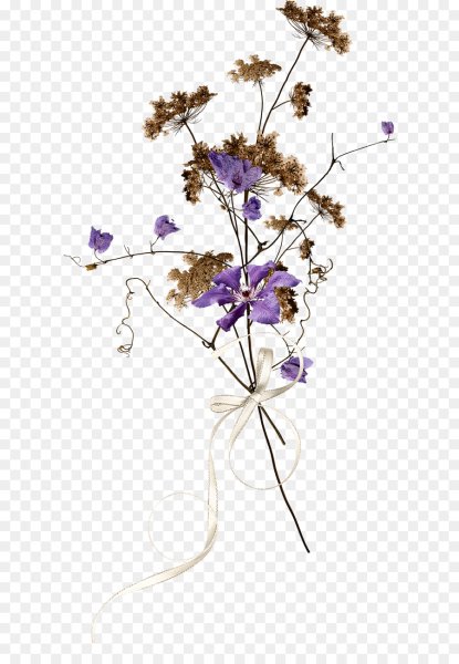 Сухоцветы на прозрачном фоне