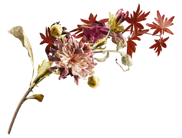 Осенние цветы на белом фоне