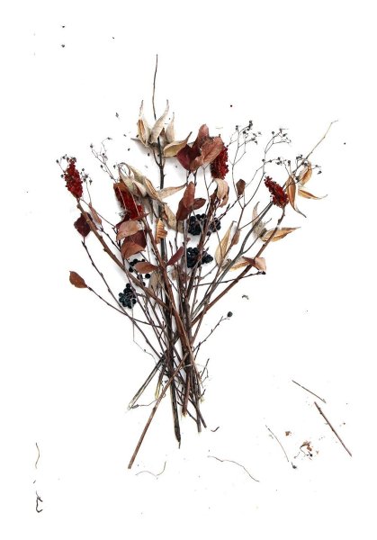 Сухоцветы гербарий