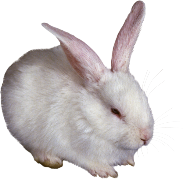 Заяц на прозрачном фоне