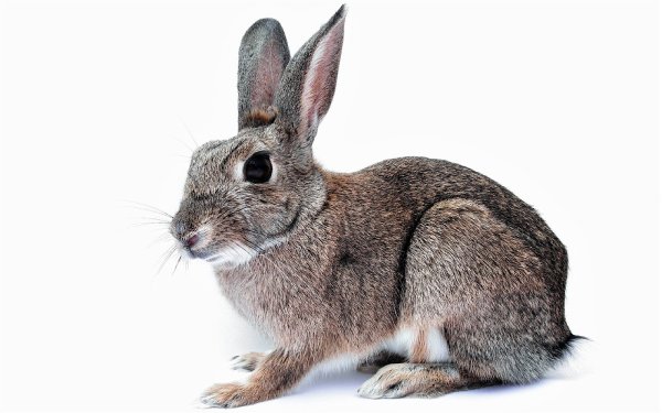 Зайчонок на белом фоне