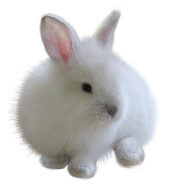 Белый кролик