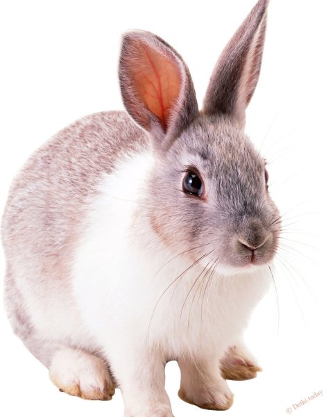 Кролик без фона