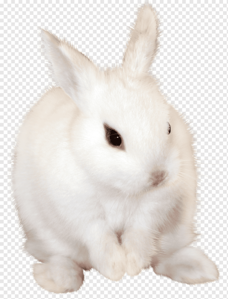 Заяц на белом фоне