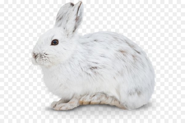 Арктический Беляк