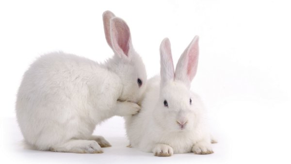 Кролик на прозрачном фоне