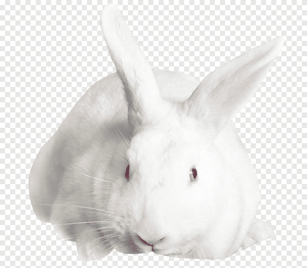 Кролик на прозрачном фоне