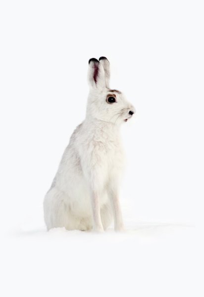 Зимний заяц Беляк