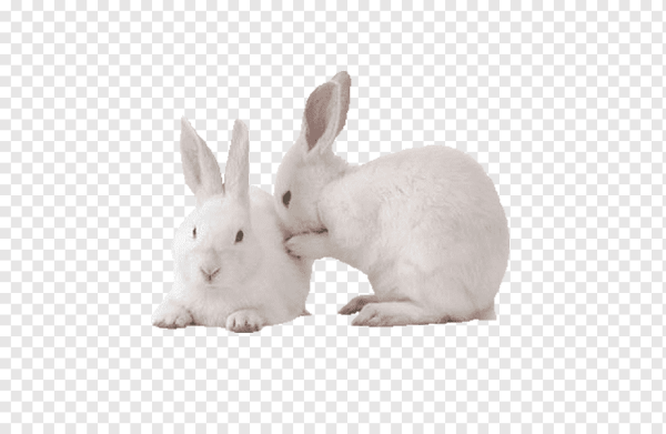 Заяц на прозрачном фоне
