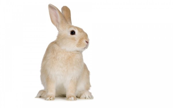 Животные на белом фоне