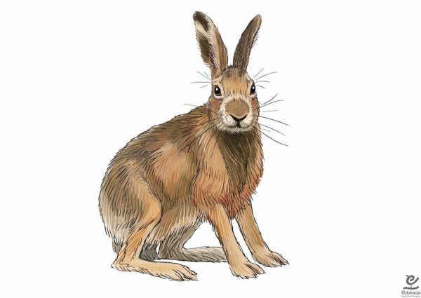 Заяц Русак на белом фоне