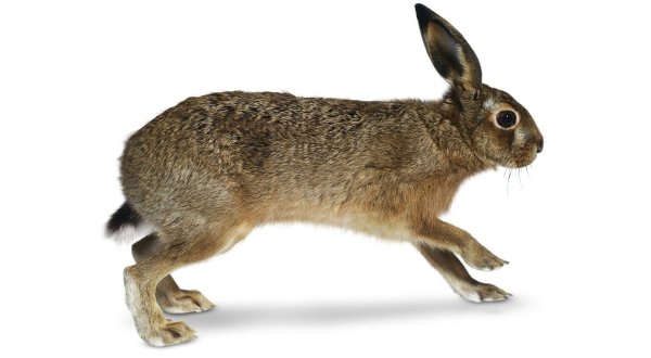 Заяц Русак белый