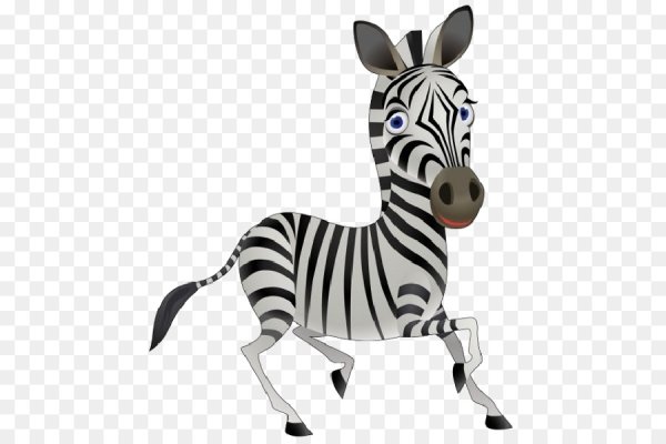 Зебра на прозрачном фоне