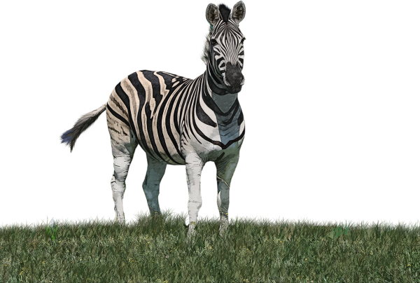 Карточки Дикие животные Зебра